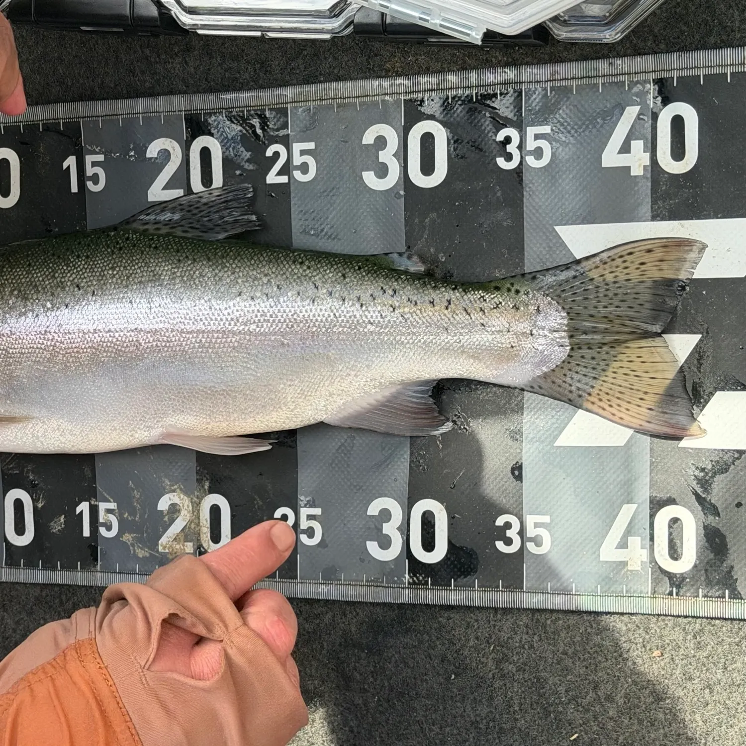 Rainbow trout caught on Fishbrain