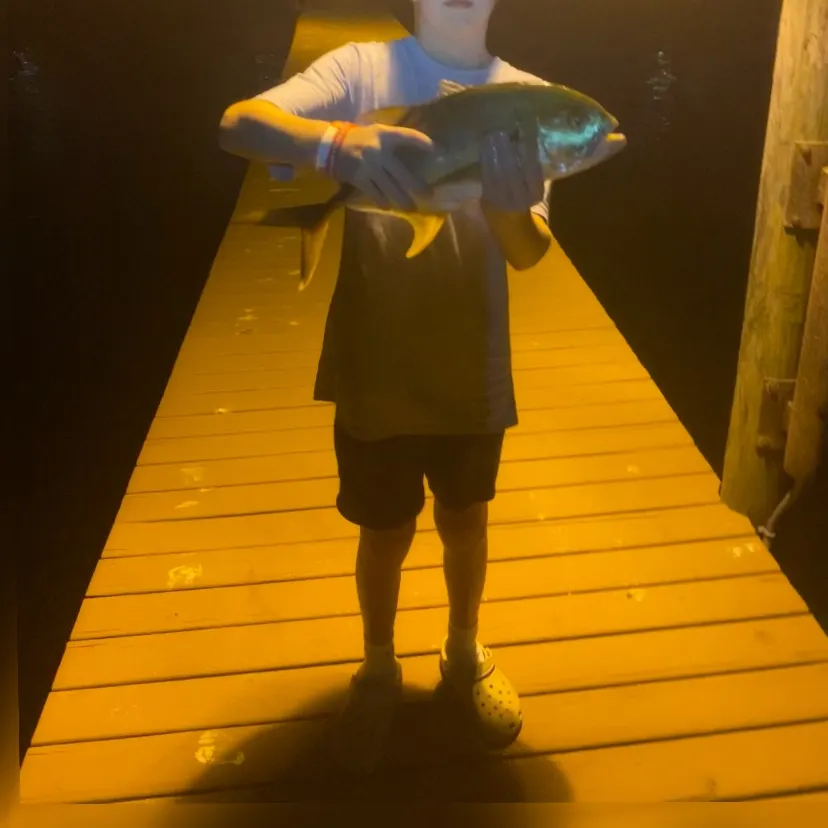 The most recent Crevalle jack catches on Fishbrain