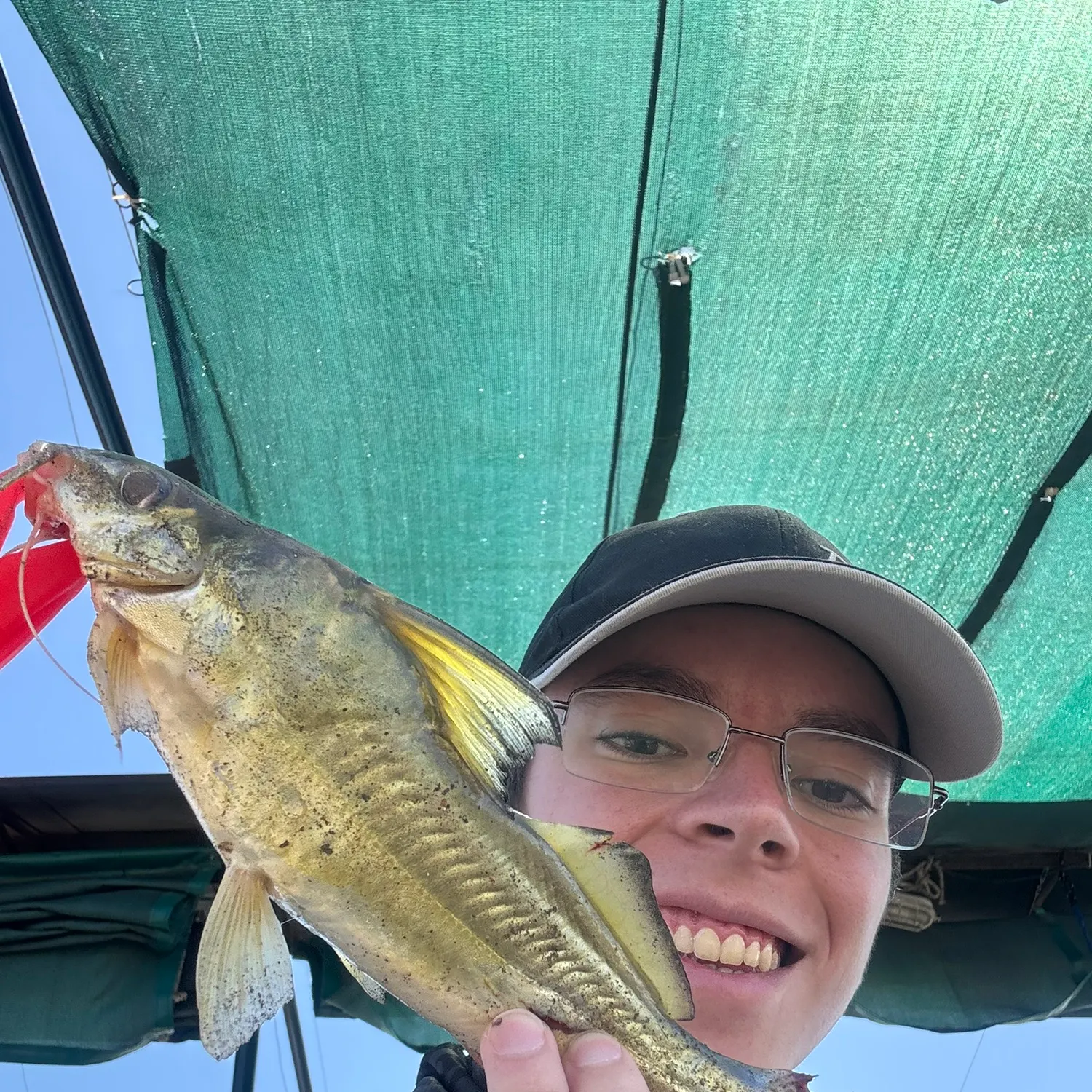 The most recent Spotted pimelodus catches on Fishbrain