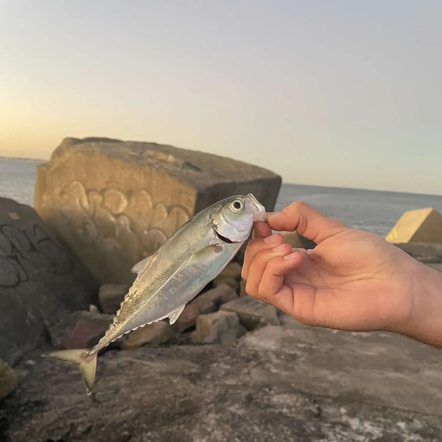 The most recent Torpedo scad catches on Fishbrain