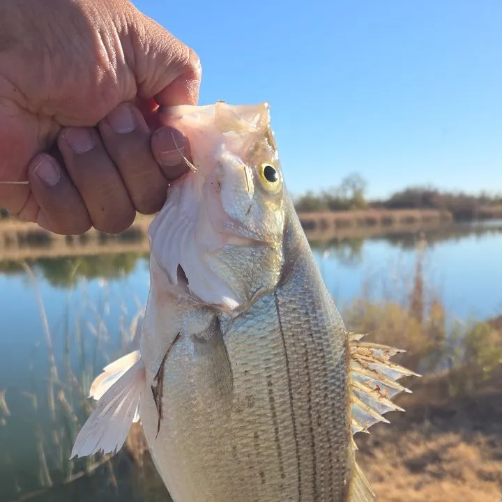 The most recent White bass catches on Fishbrain