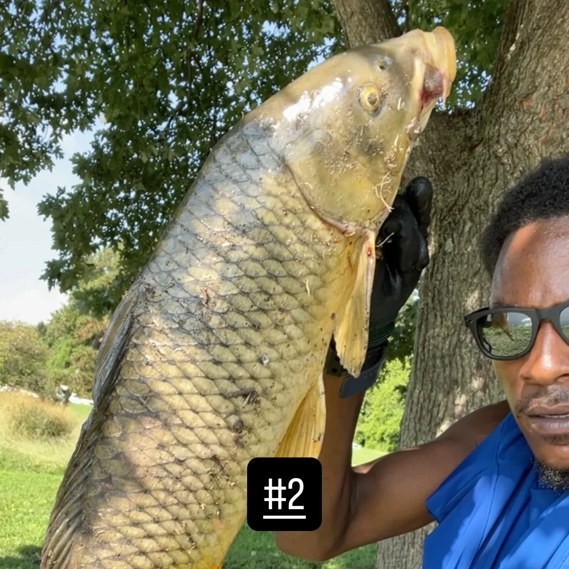 Common carp caught on Fishbrain