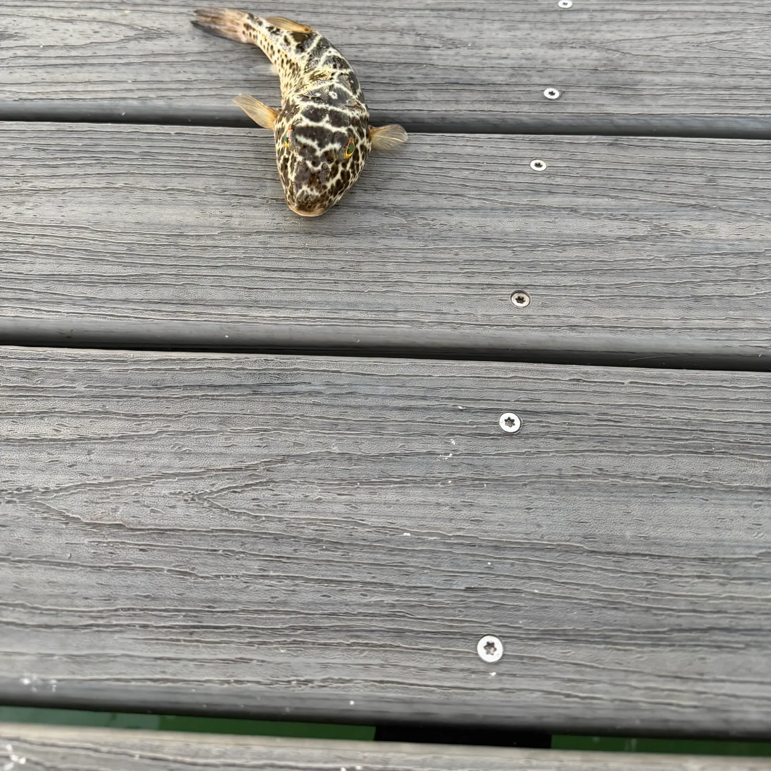 The most recent Checkered puffer catches on Fishbrain