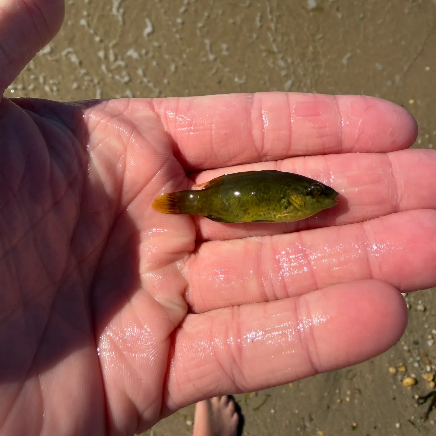 Cunner caught on Fishbrain