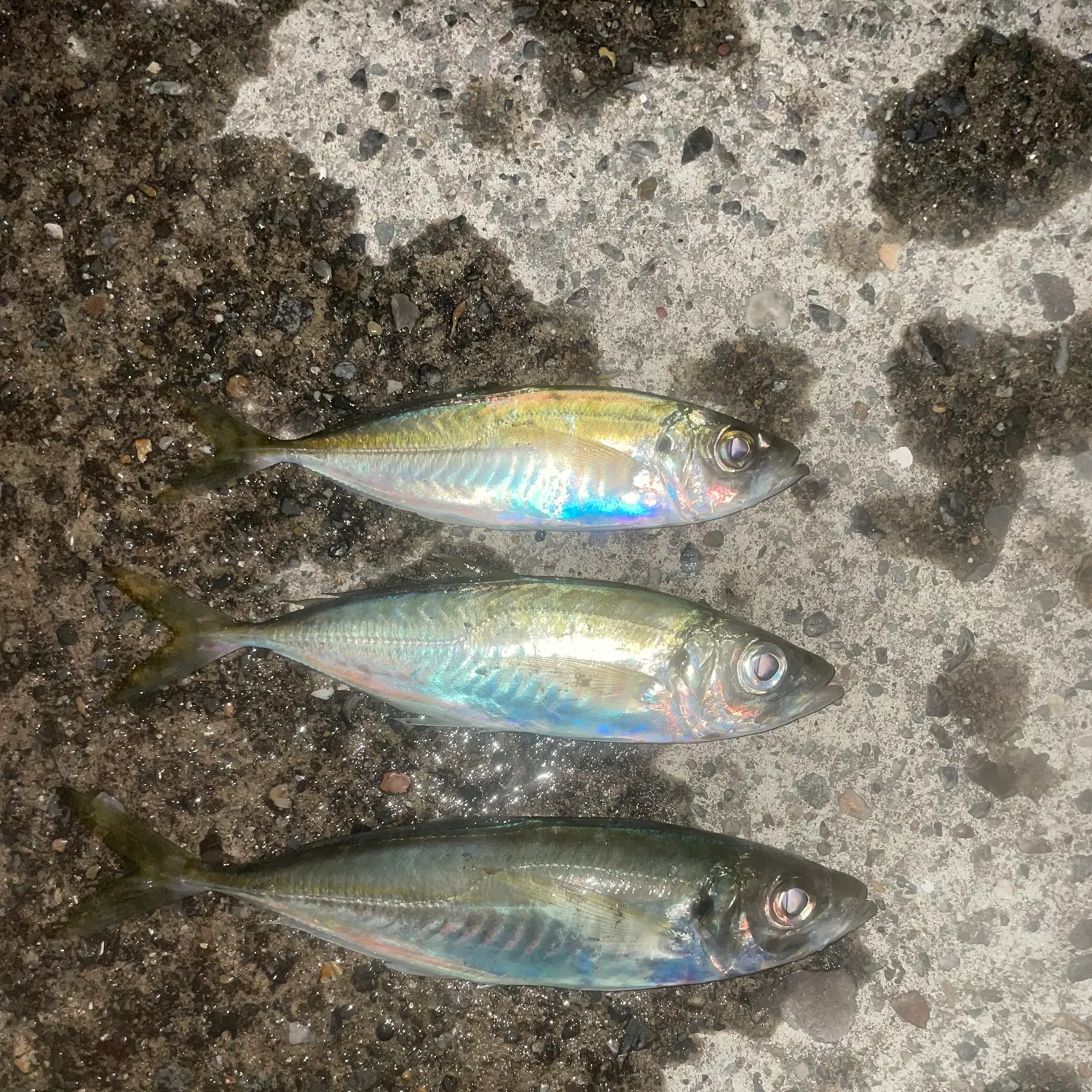 The most recent Japanese jack mackerel catches on Fishbrain