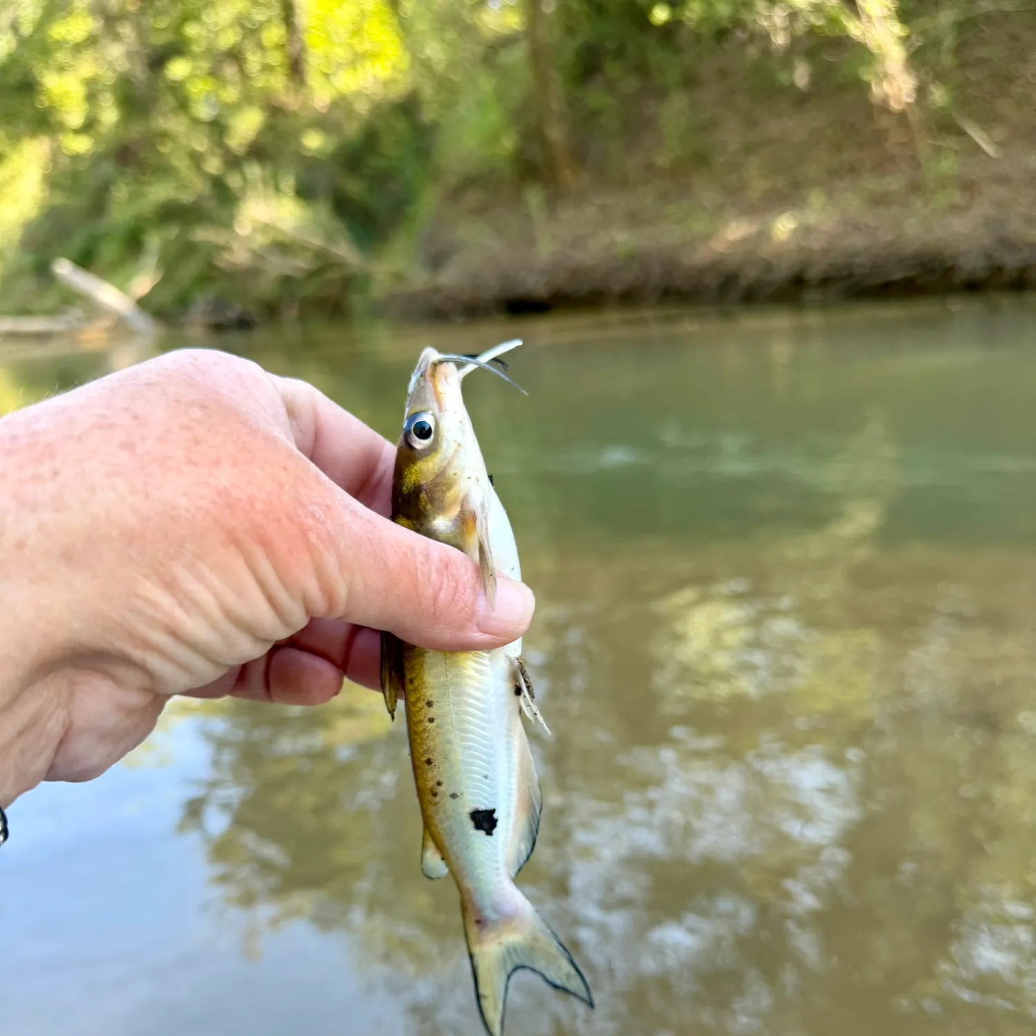 Channel catfish caught on Fishbrain