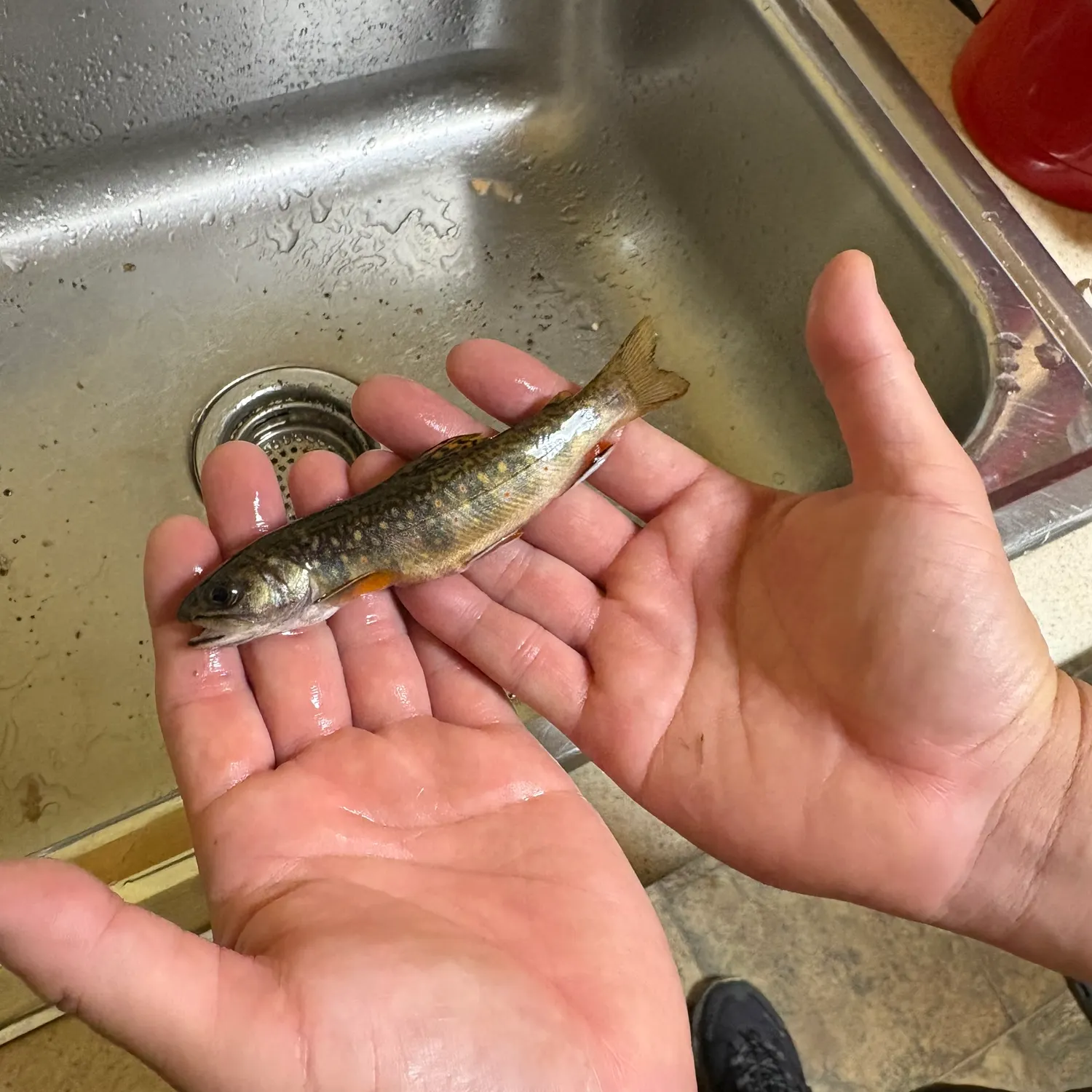 Brook trout caught on Fishbrain