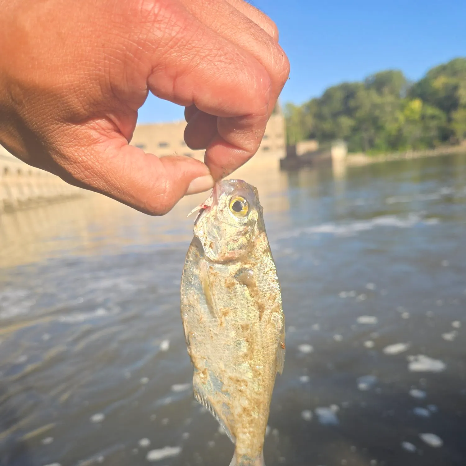 American gizzard shad caught on Fishbrain