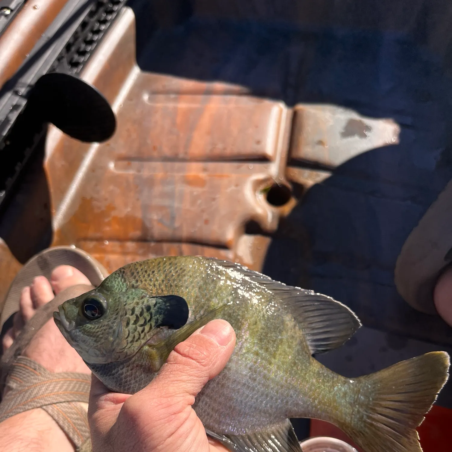 Bluegill caught on Fishbrain