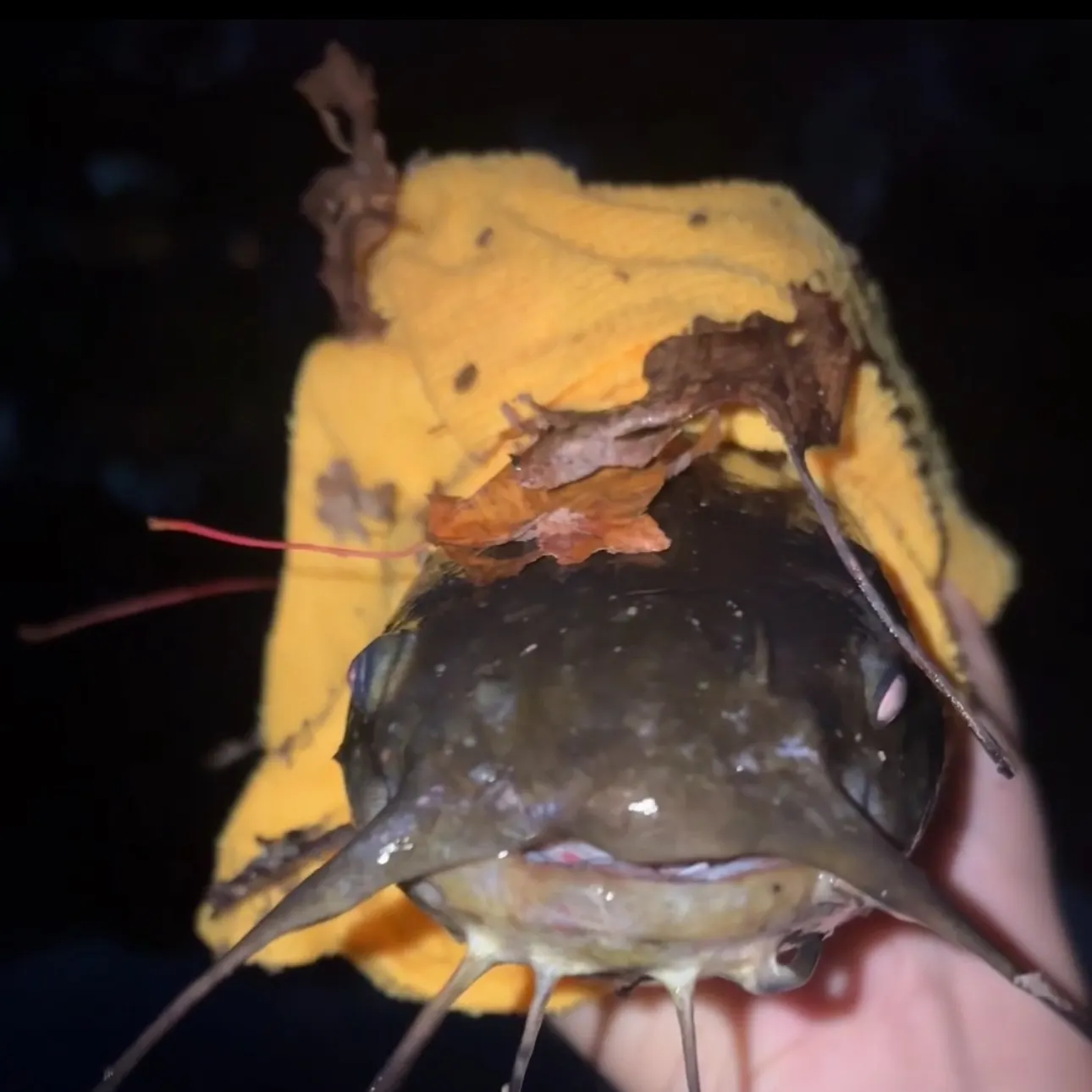 Brown bullhead caught on Fishbrain