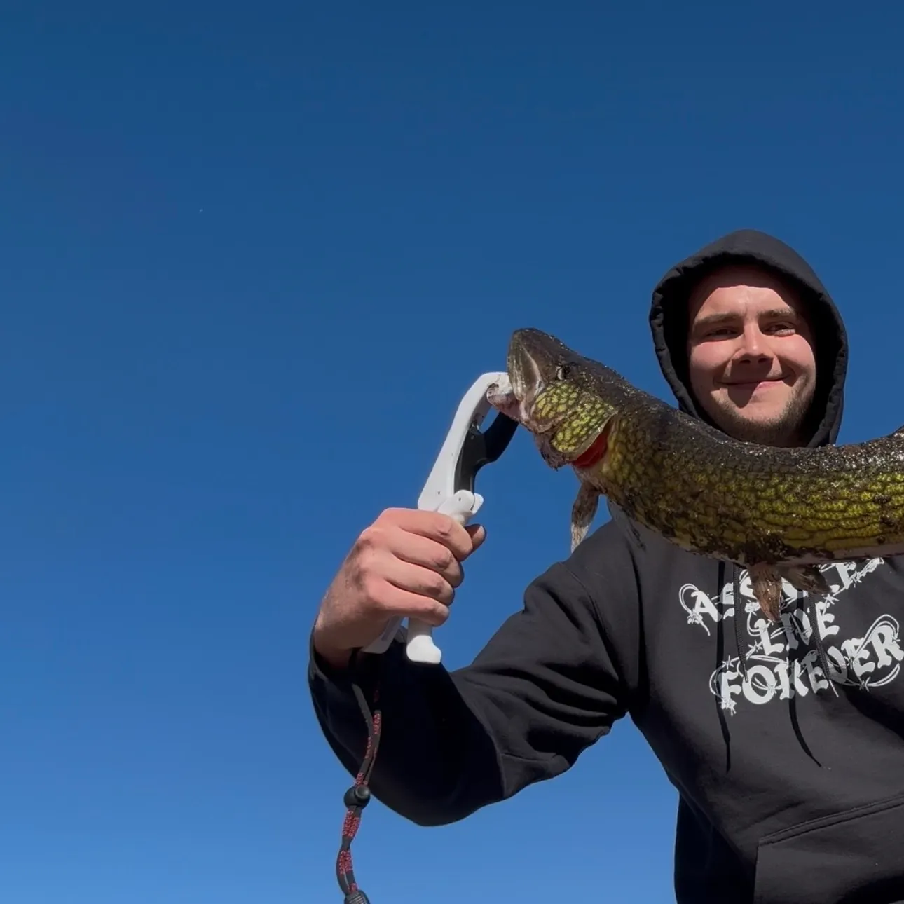 The most recent Chain pickerel catches on Fishbrain