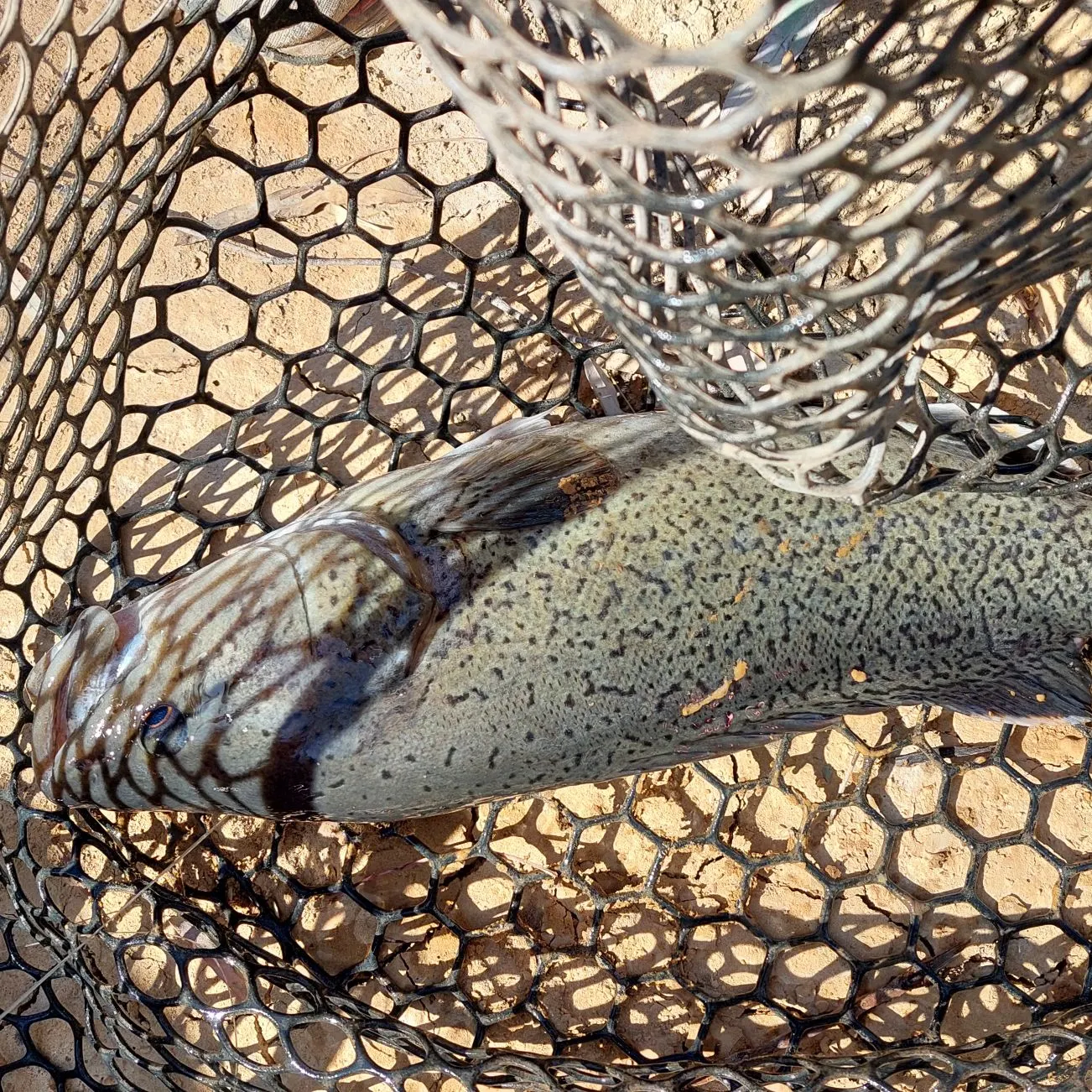 The most recent Murray cod catches on Fishbrain