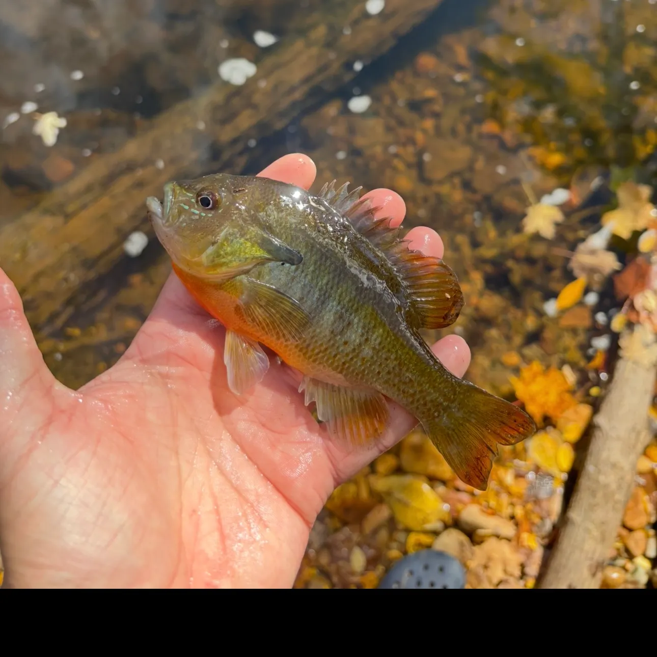 Redbreast sunfish caught on Fishbrain