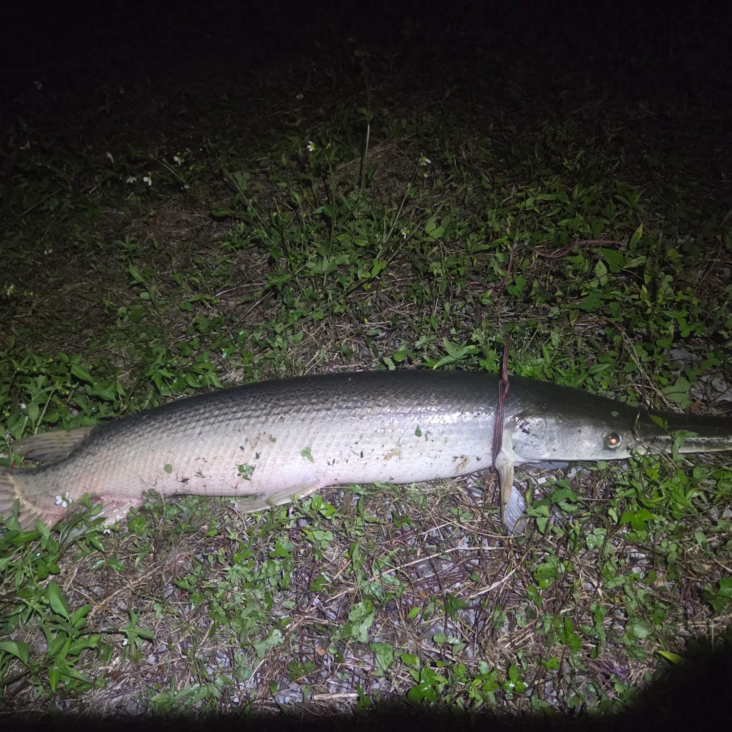 Alligator gar caught on Fishbrain