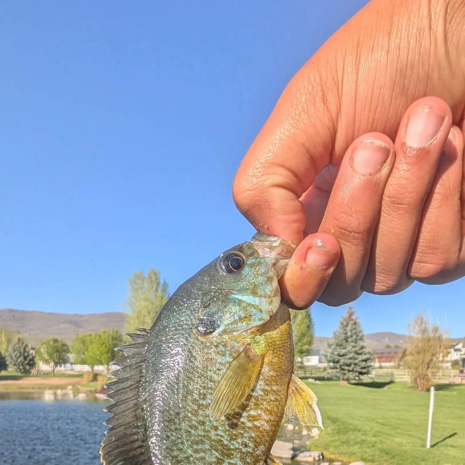 catch
