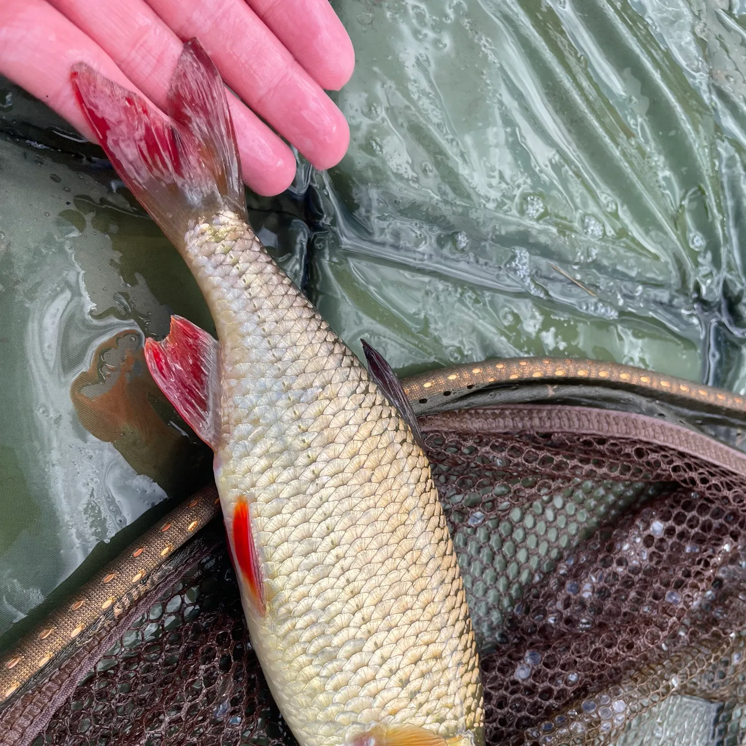 The most recent Common rudd catches on Fishbrain