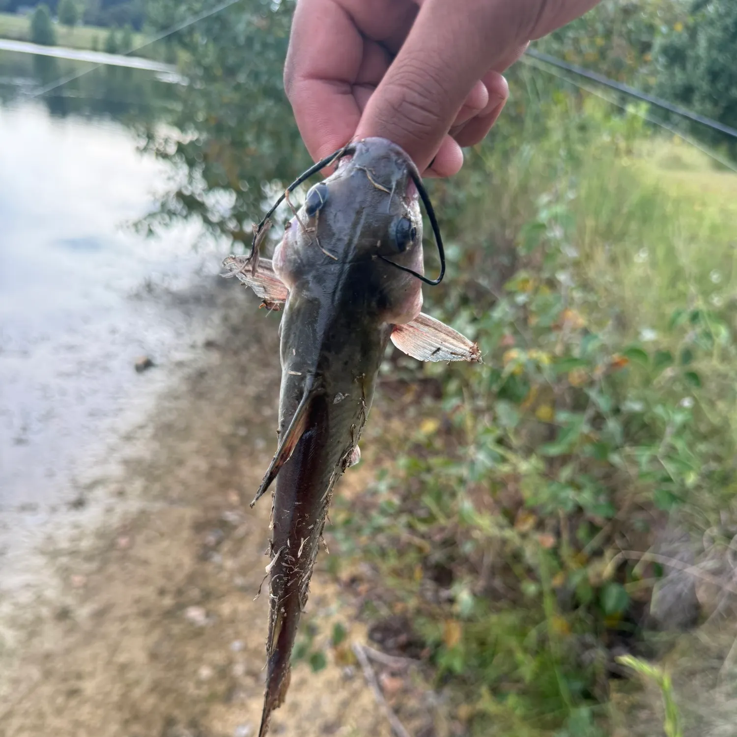 Channel catfish caught on Fishbrain