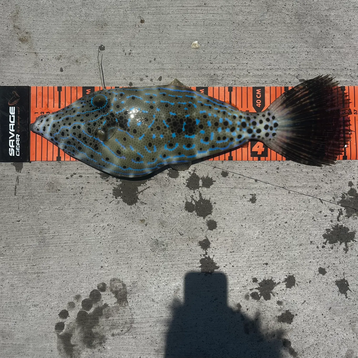 The most recent Scrawled filefish catches on Fishbrain