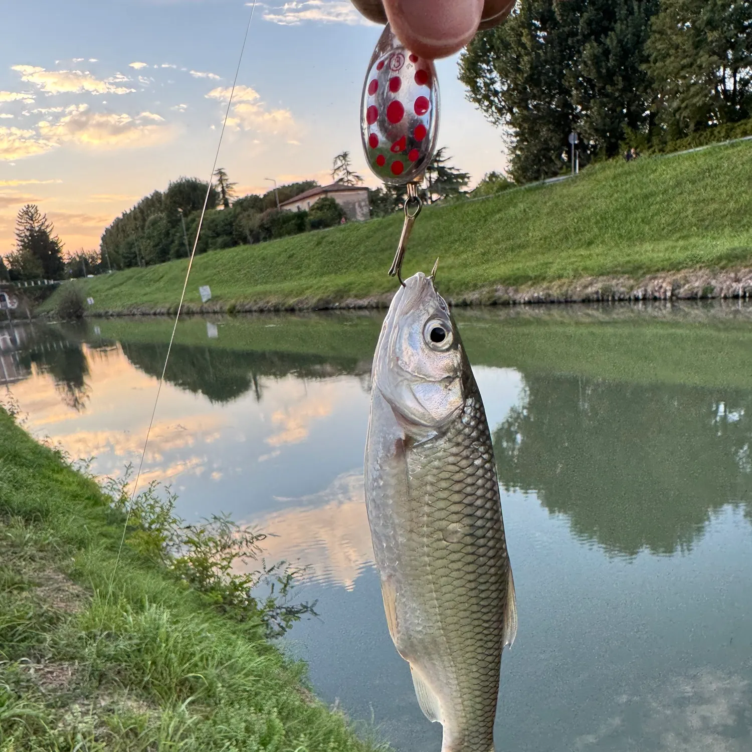 European chub caught on Fishbrain