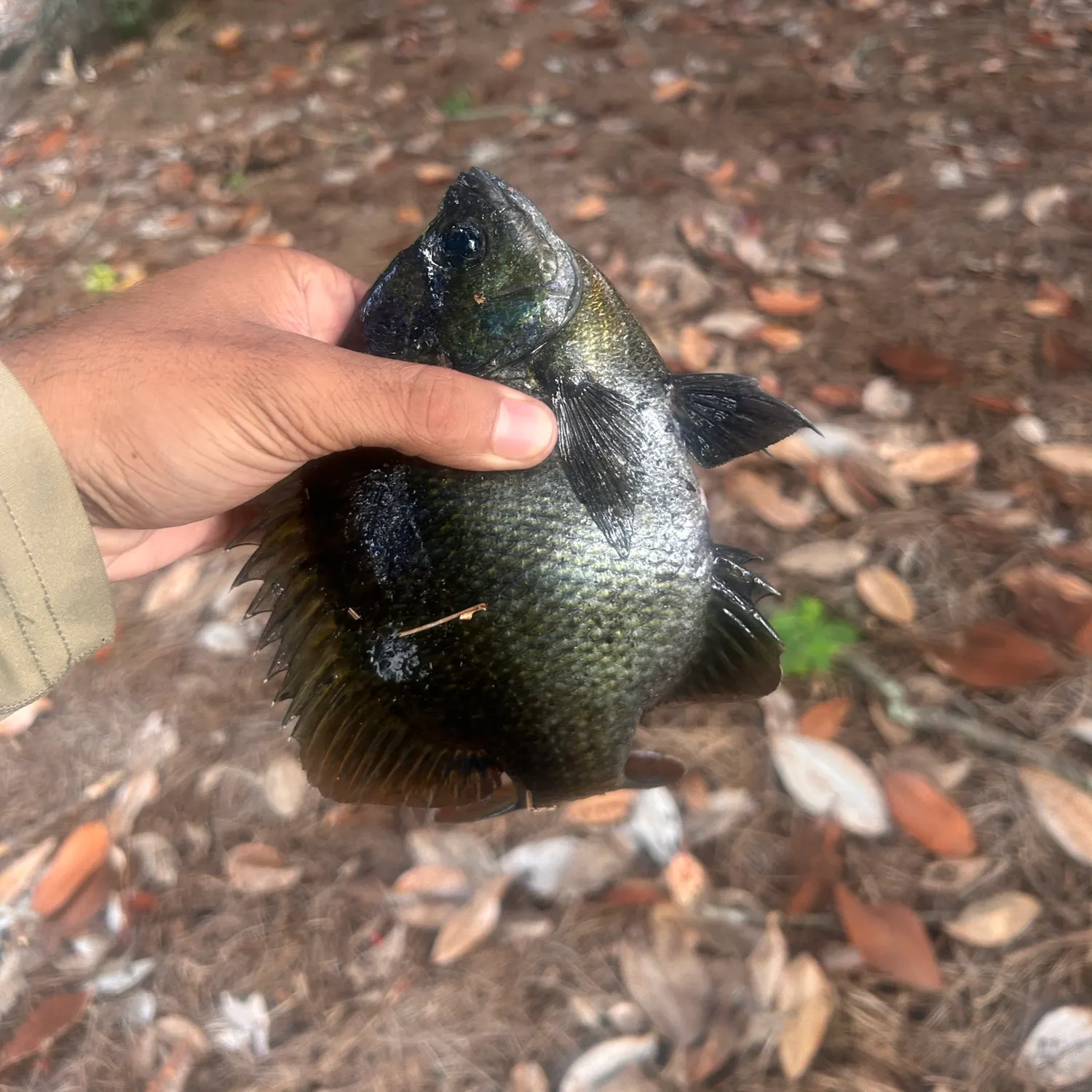 Bluegill caught on Fishbrain