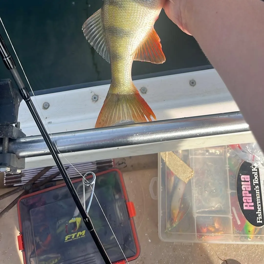 European perch caught on Fishbrain