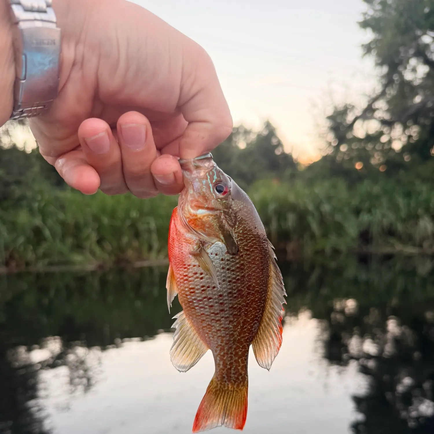 catch