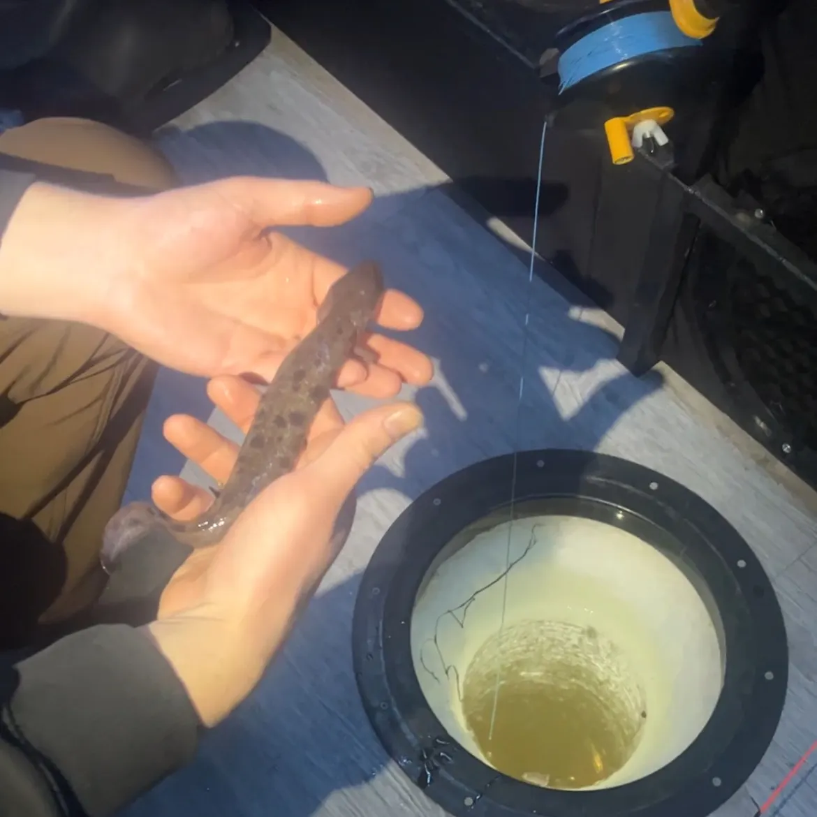 The most recent Common mudpuppy catches on Fishbrain