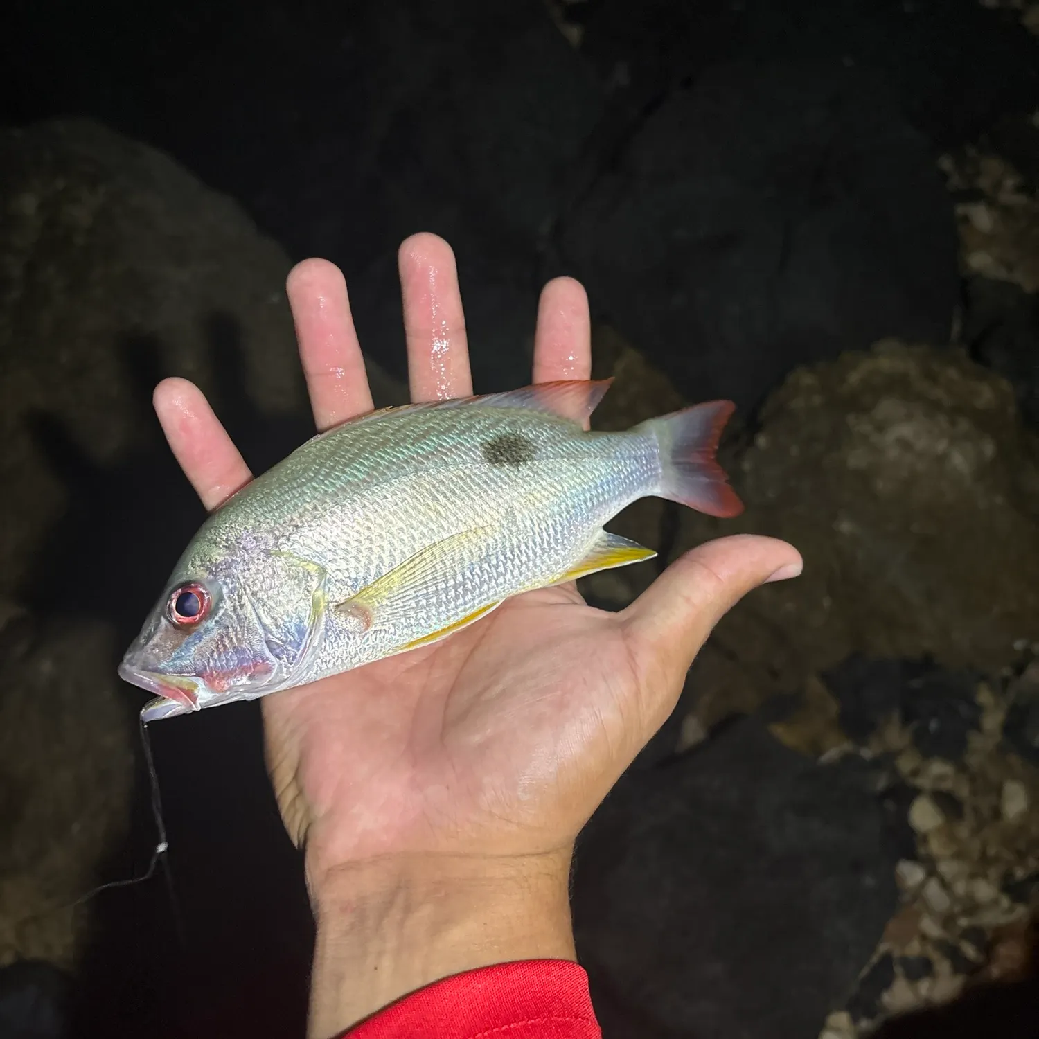 Lane snapper caught on Fishbrain
