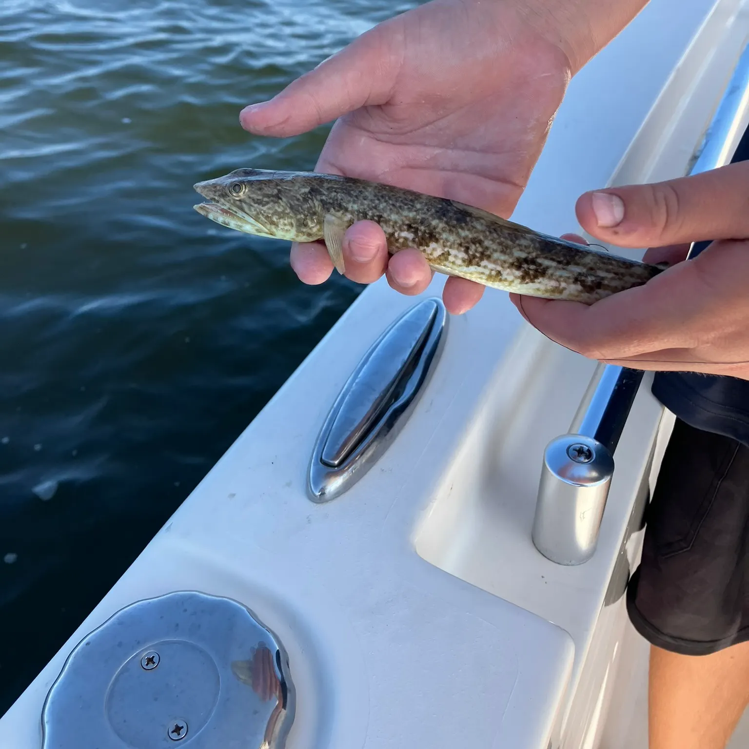 The most recent Brushtooth lizardfish catches on Fishbrain
