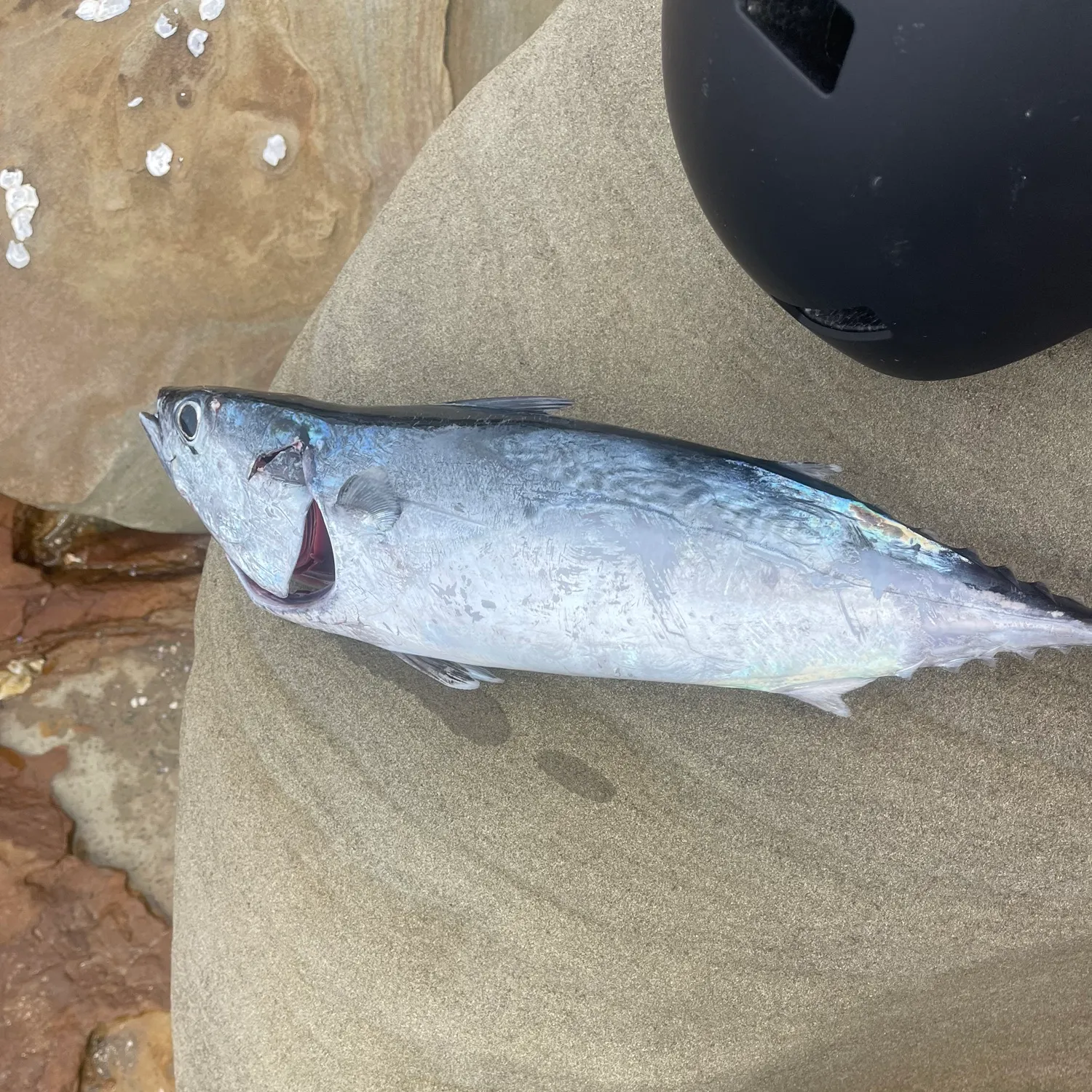 The most recent Kawakawa catches on Fishbrain