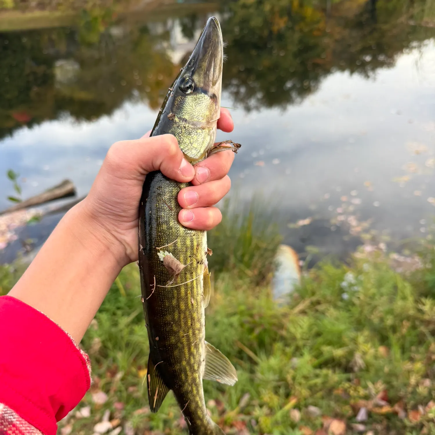 Chain pickerel caught on Fishbrain