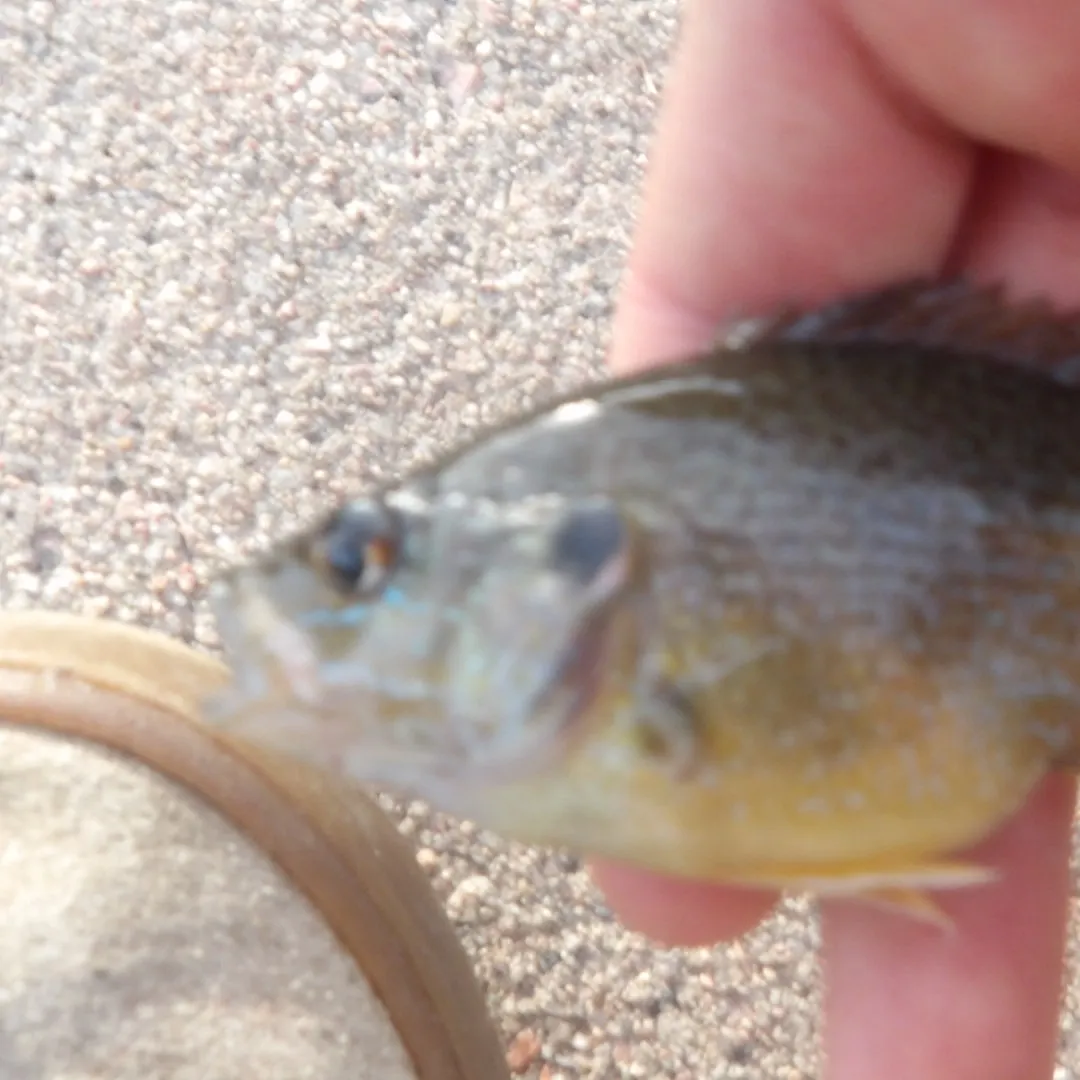 Green sunfish caught on Fishbrain