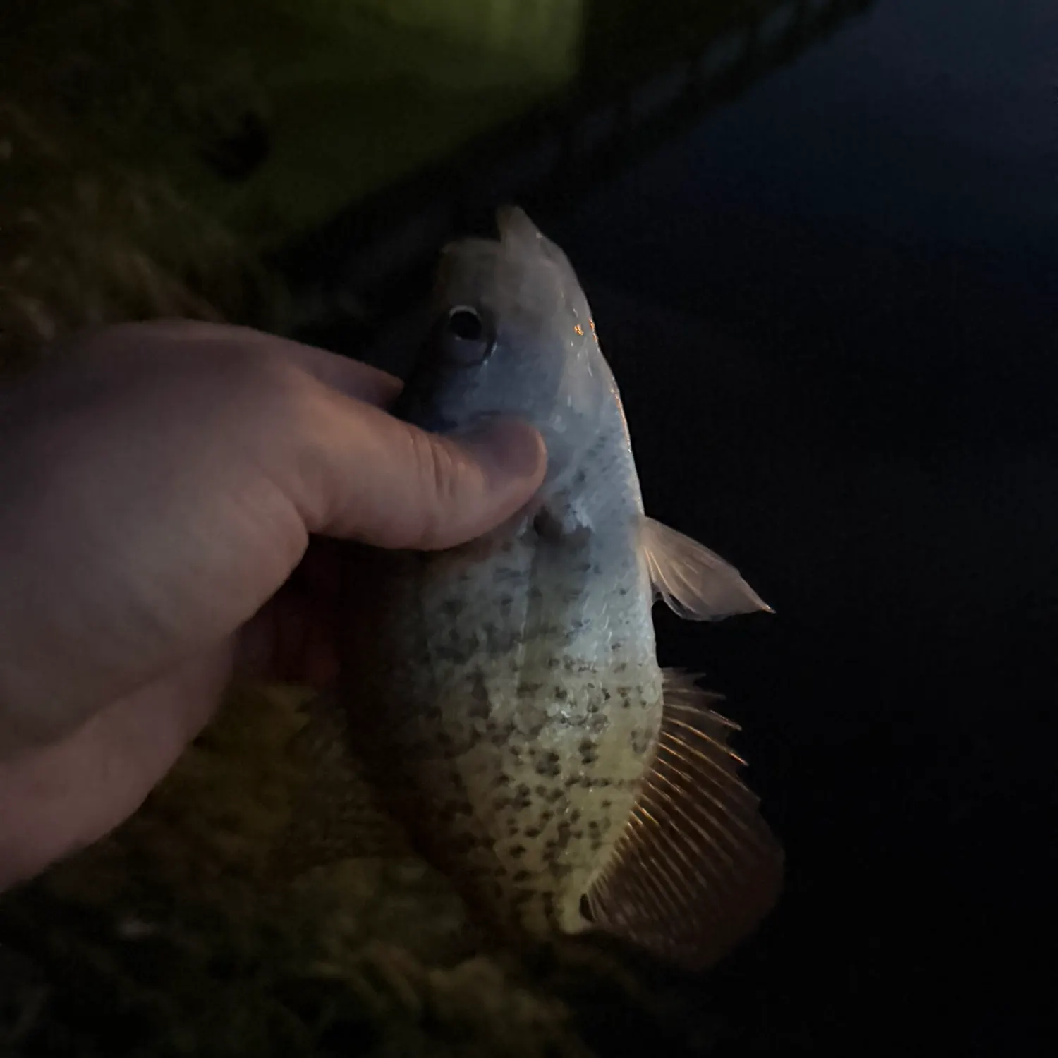 White crappie caught on Fishbrain