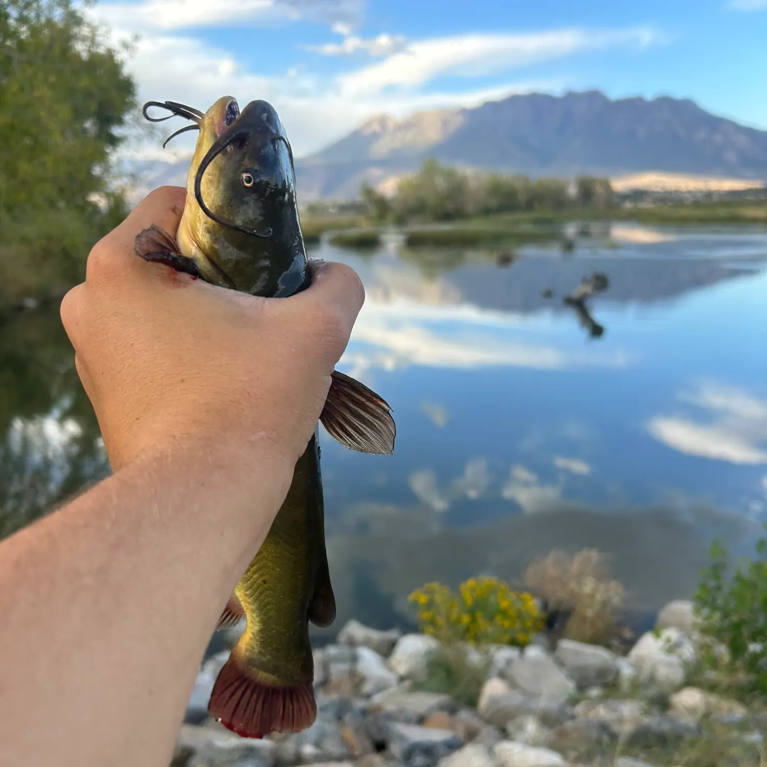 Yellow bullhead caught on Fishbrain