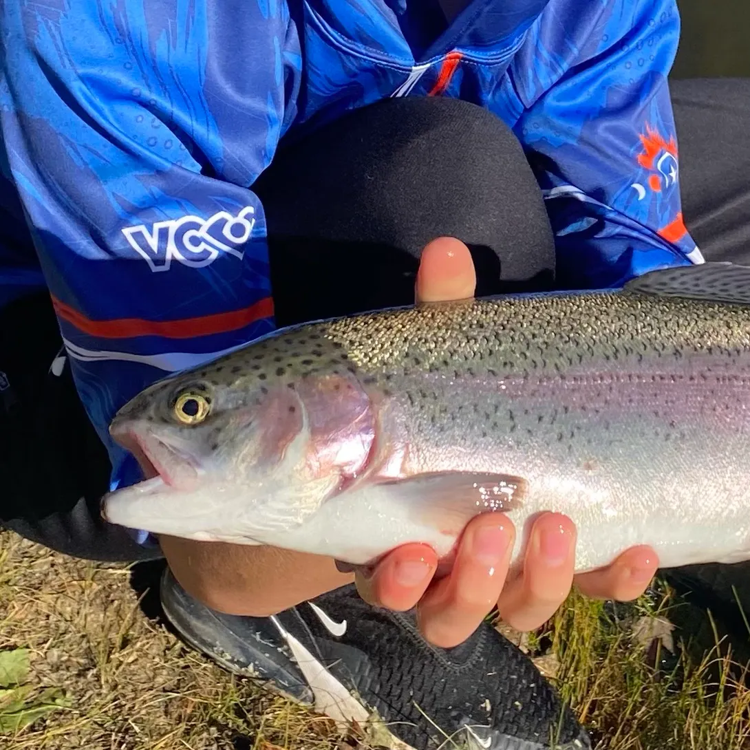 Rainbow trout caught on Fishbrain