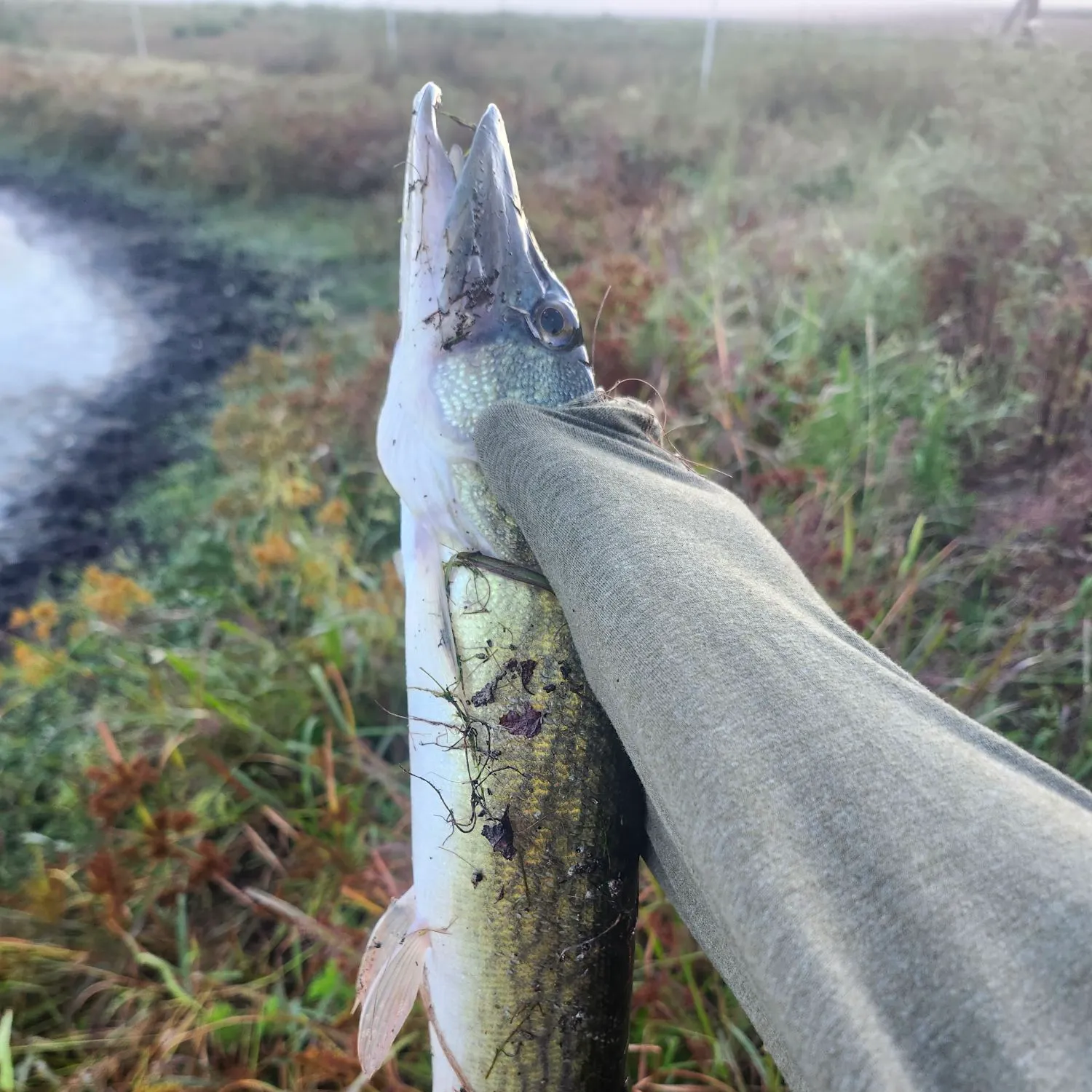 Chain pickerel caught on Fishbrain