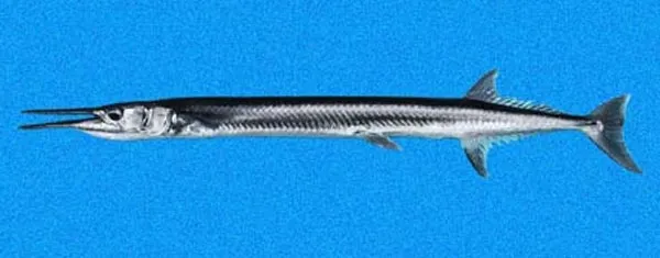 Mexican needlefish