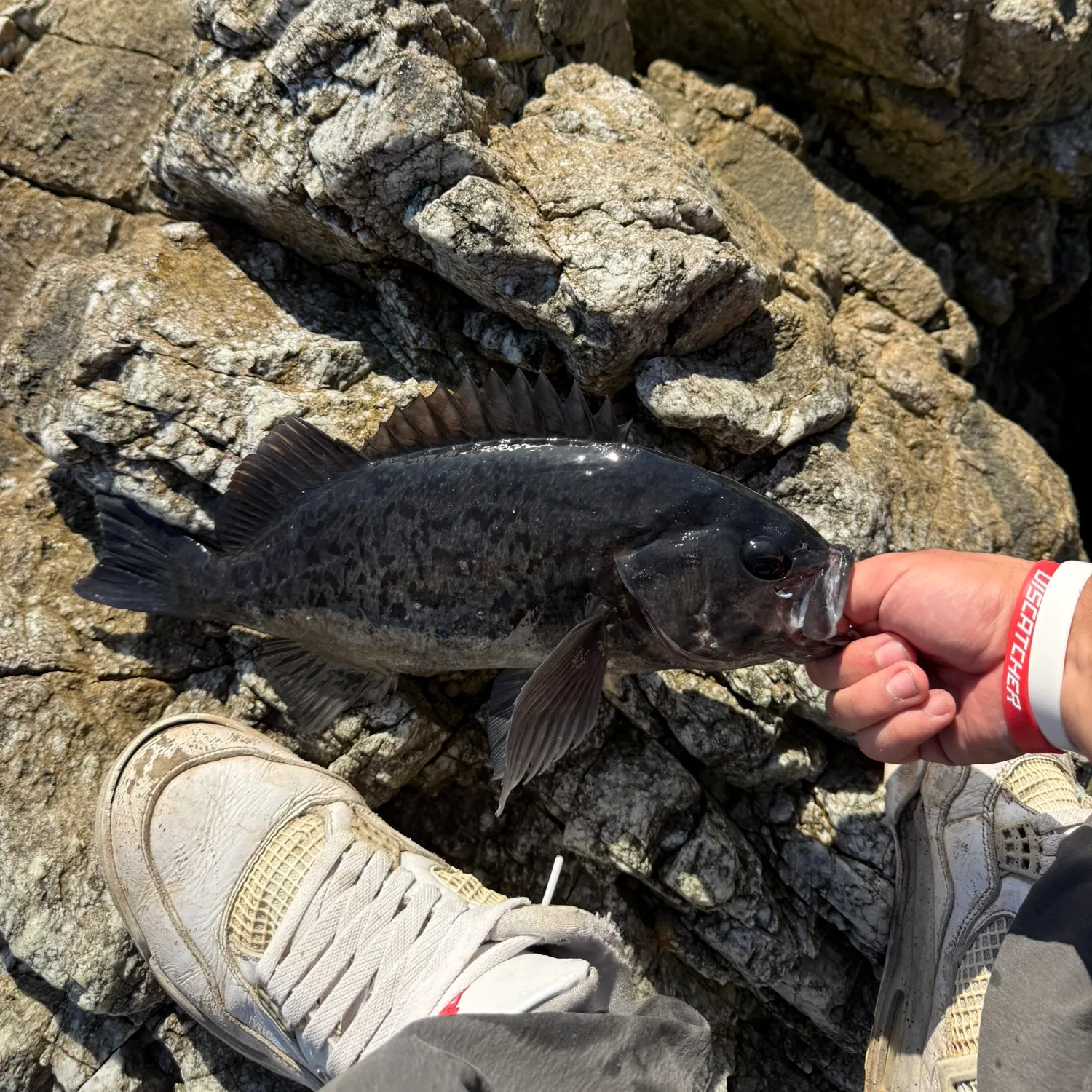 The most recent Black rockfish catches on Fishbrain