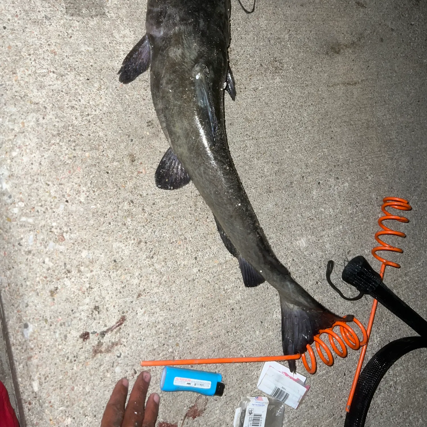recently logged catches
