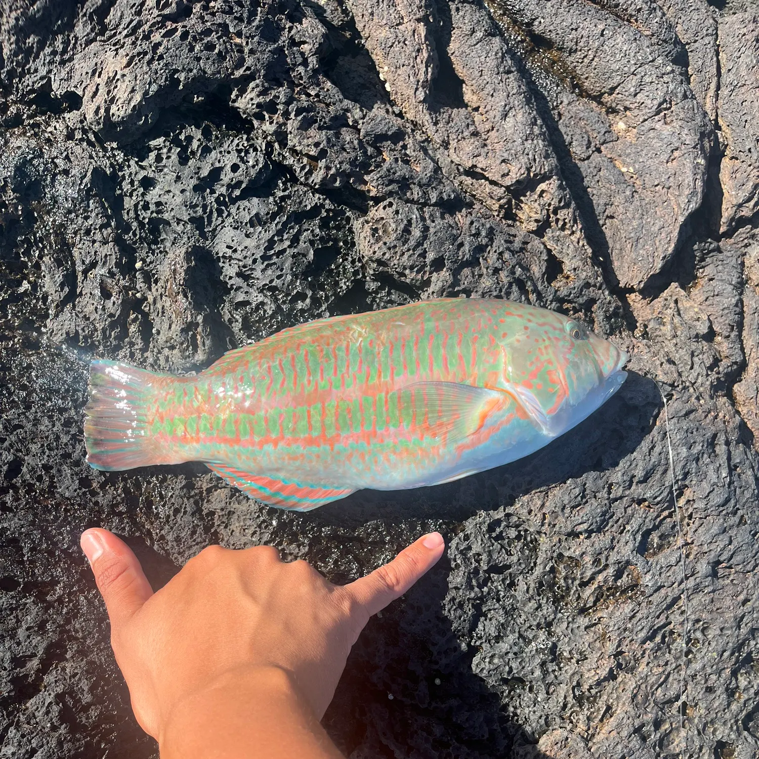 recently logged catches