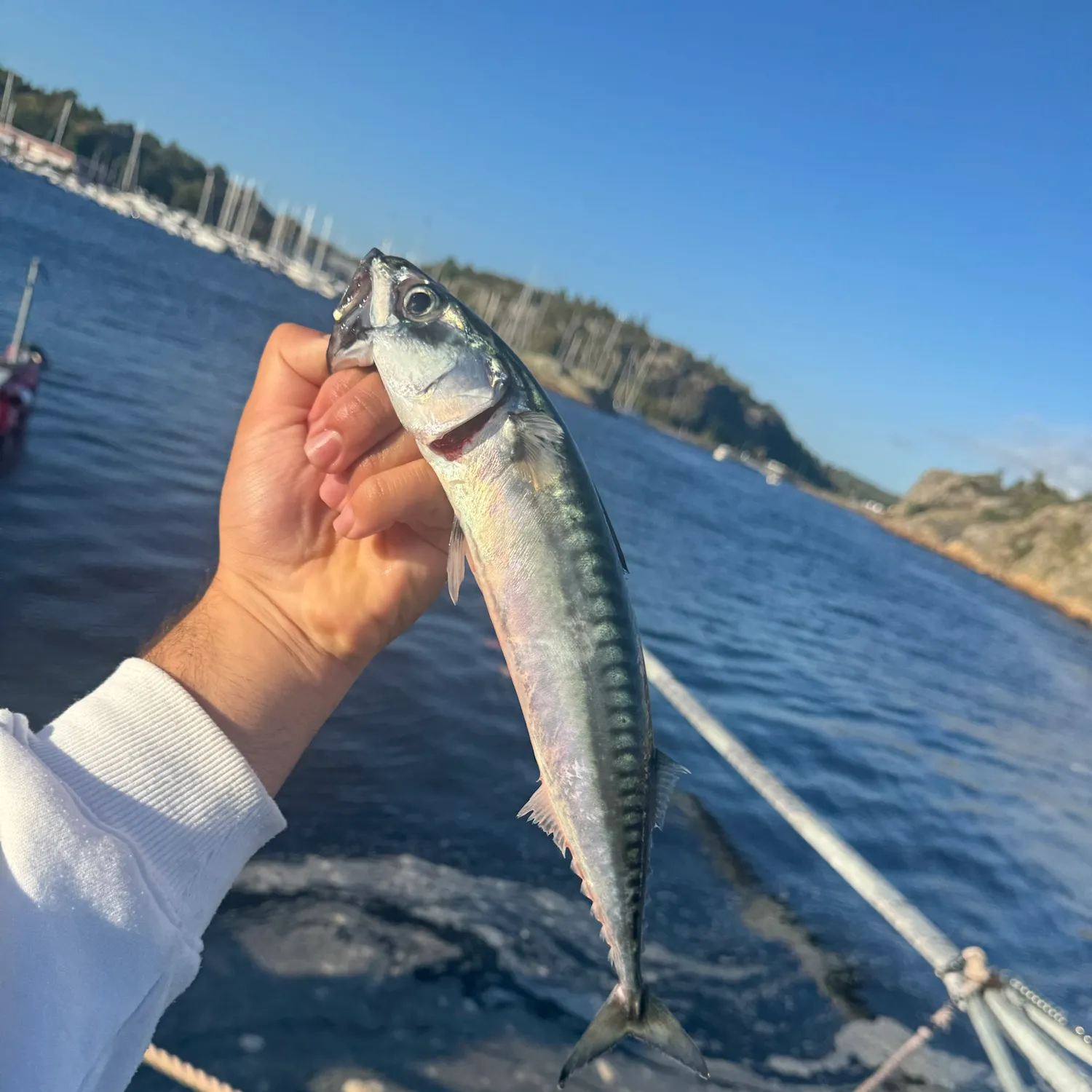 The most recent Atlantic mackerel catches on Fishbrain
