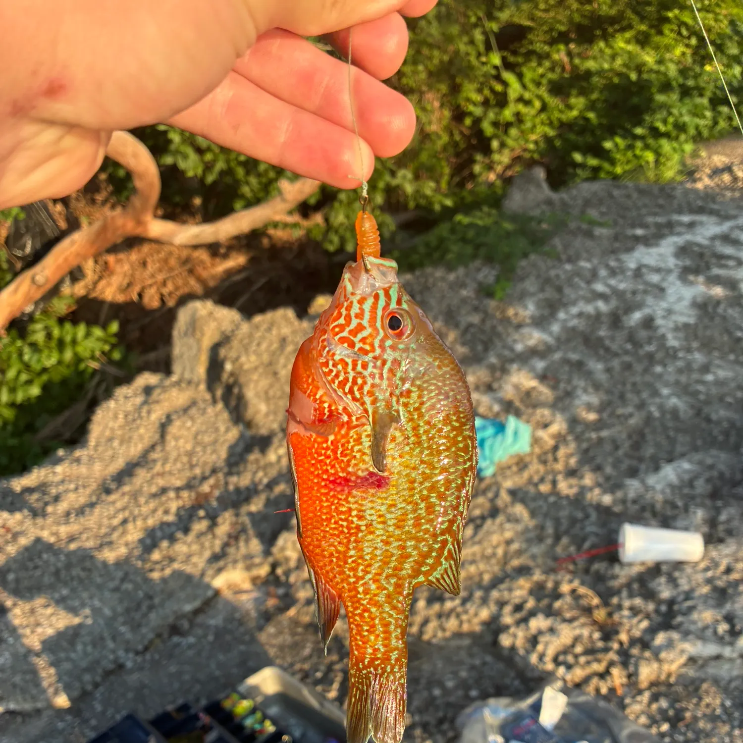 catch