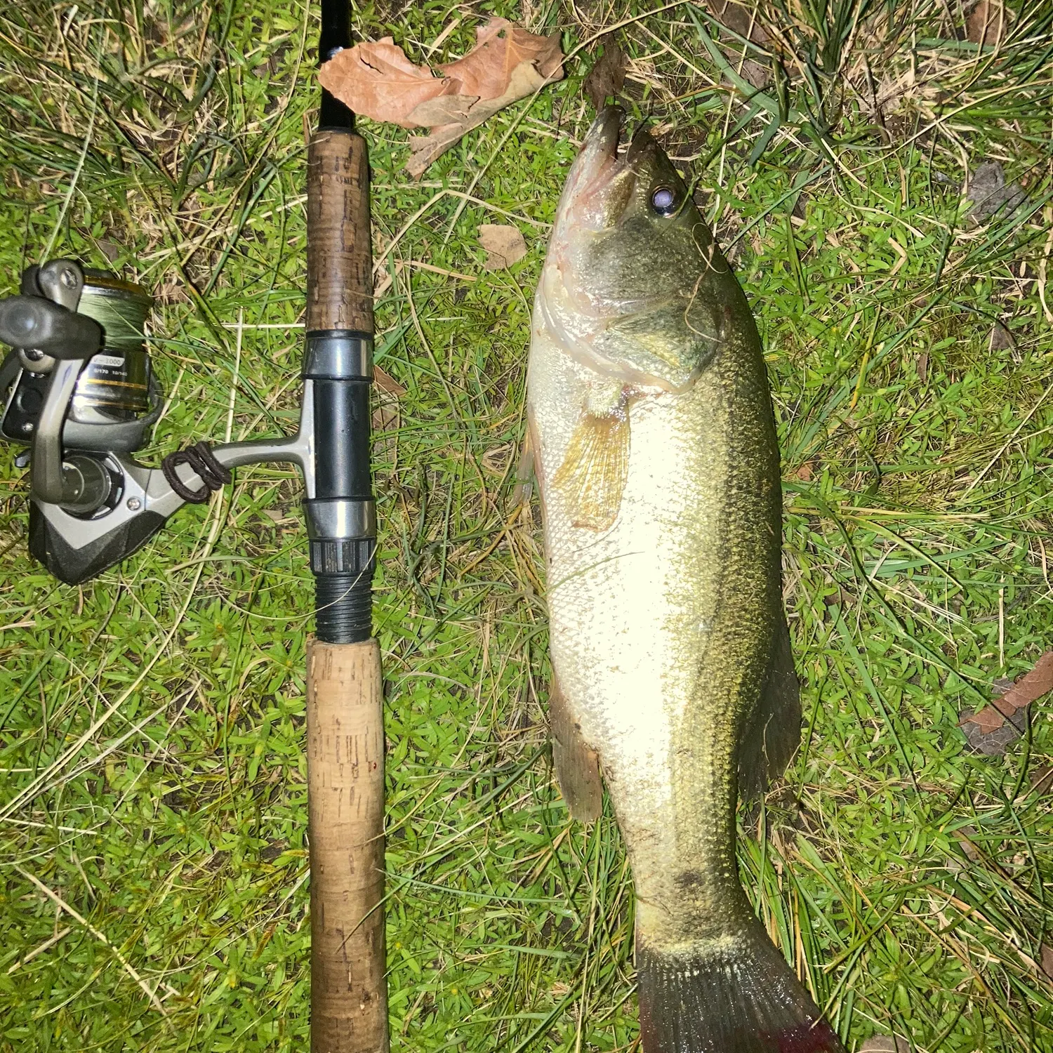 Largemouth bass caught on Fishbrain