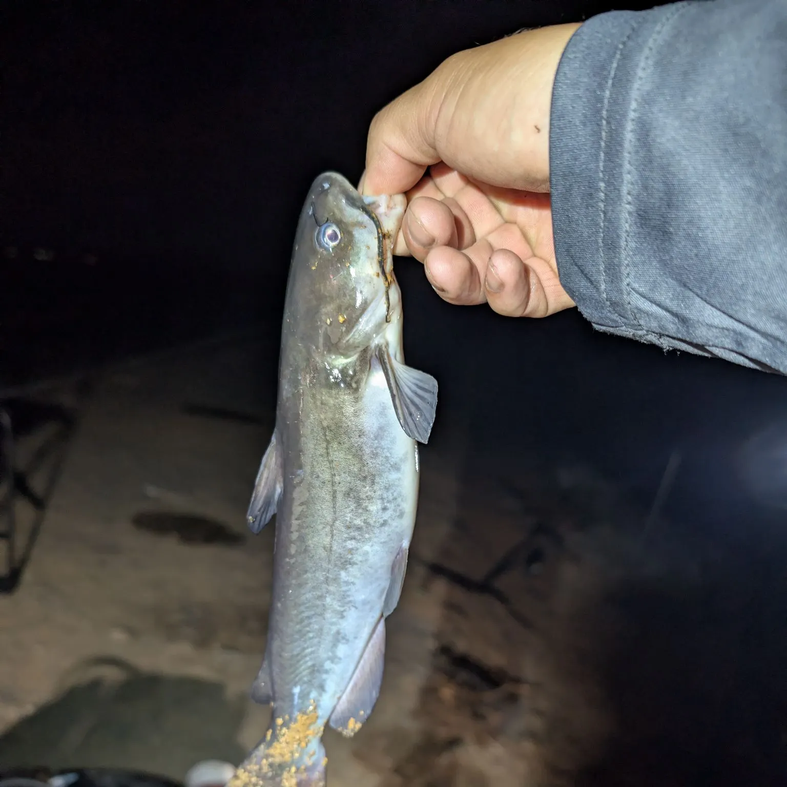 White bullhead caught on Fishbrain