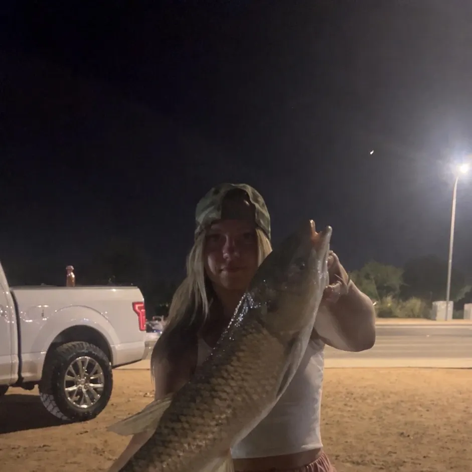 Grass carp caught on Fishbrain