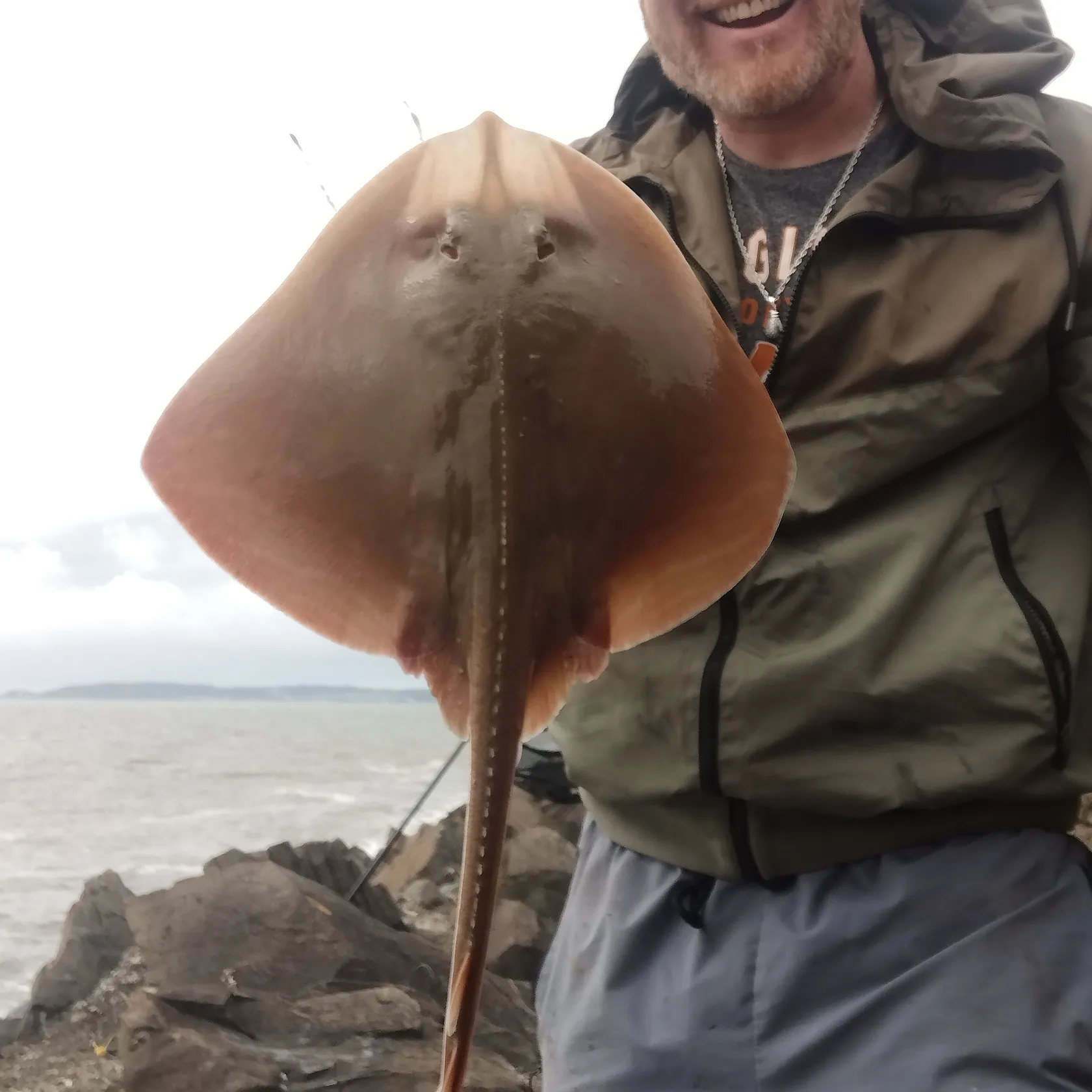 The most recent Small-eyed ray catches on Fishbrain