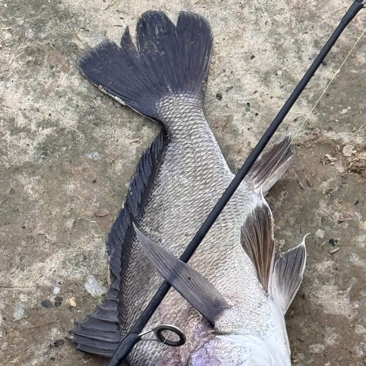 Freshwater drum caught on Fishbrain
