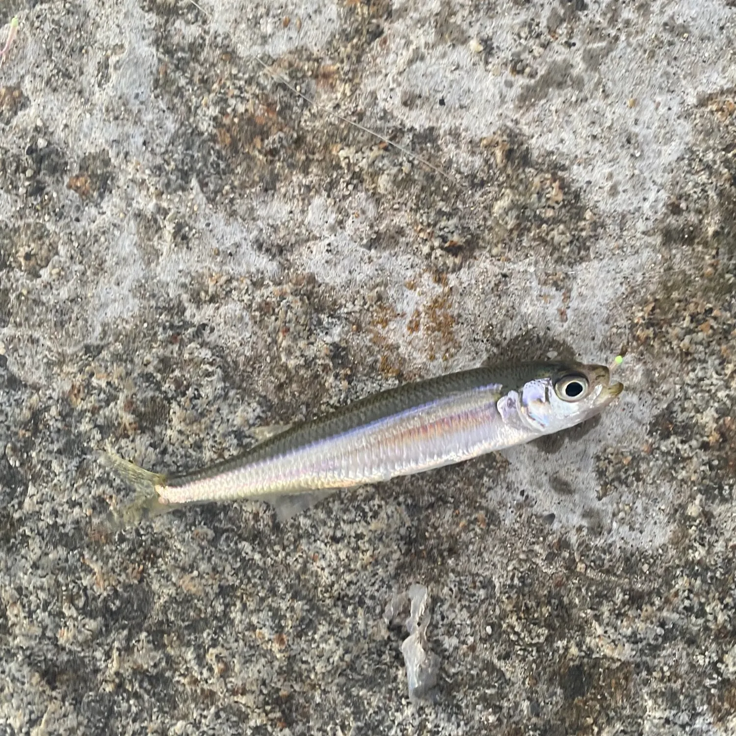 The most recent Sand smelt catches on Fishbrain