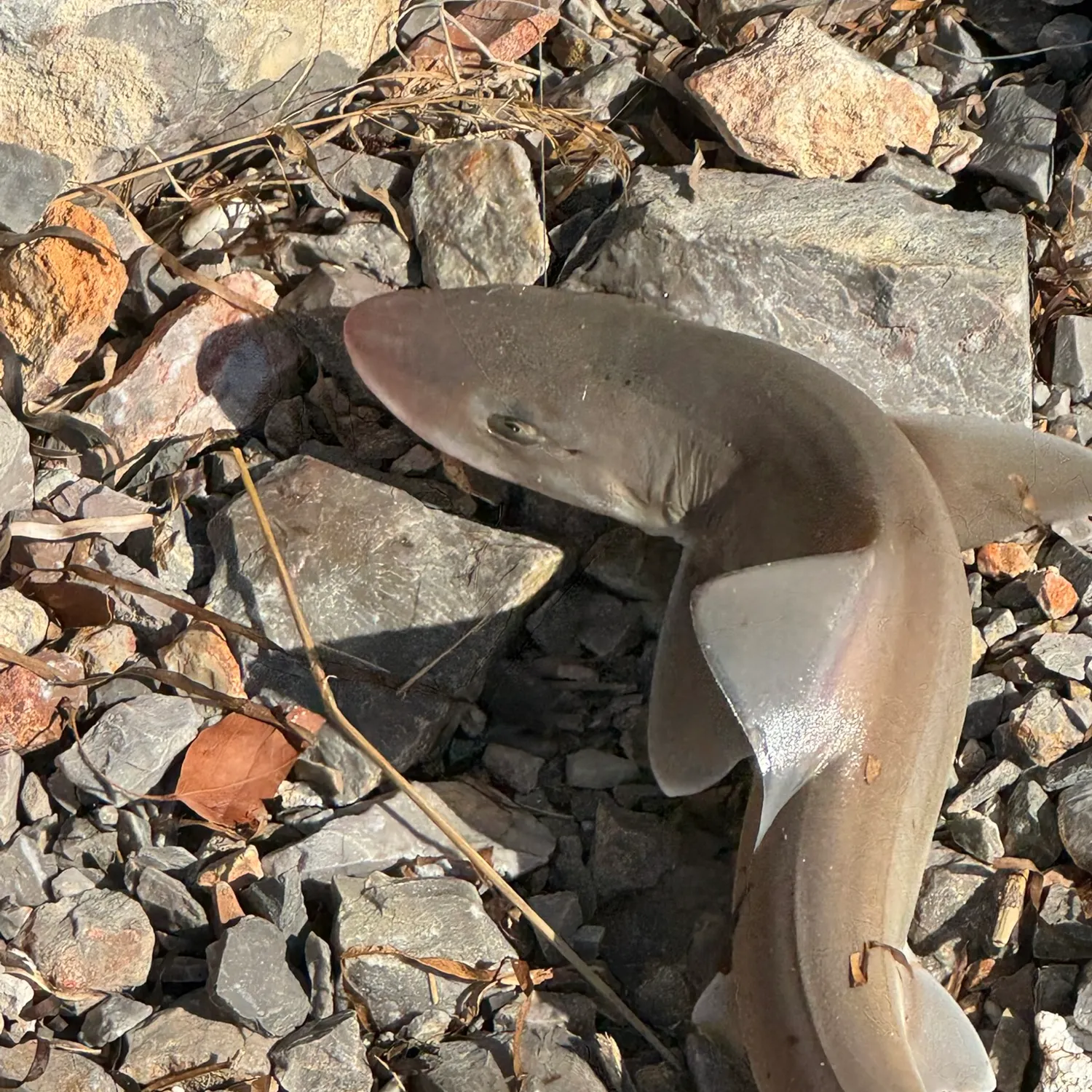 The most recent Starry smooth-hound catches on Fishbrain
