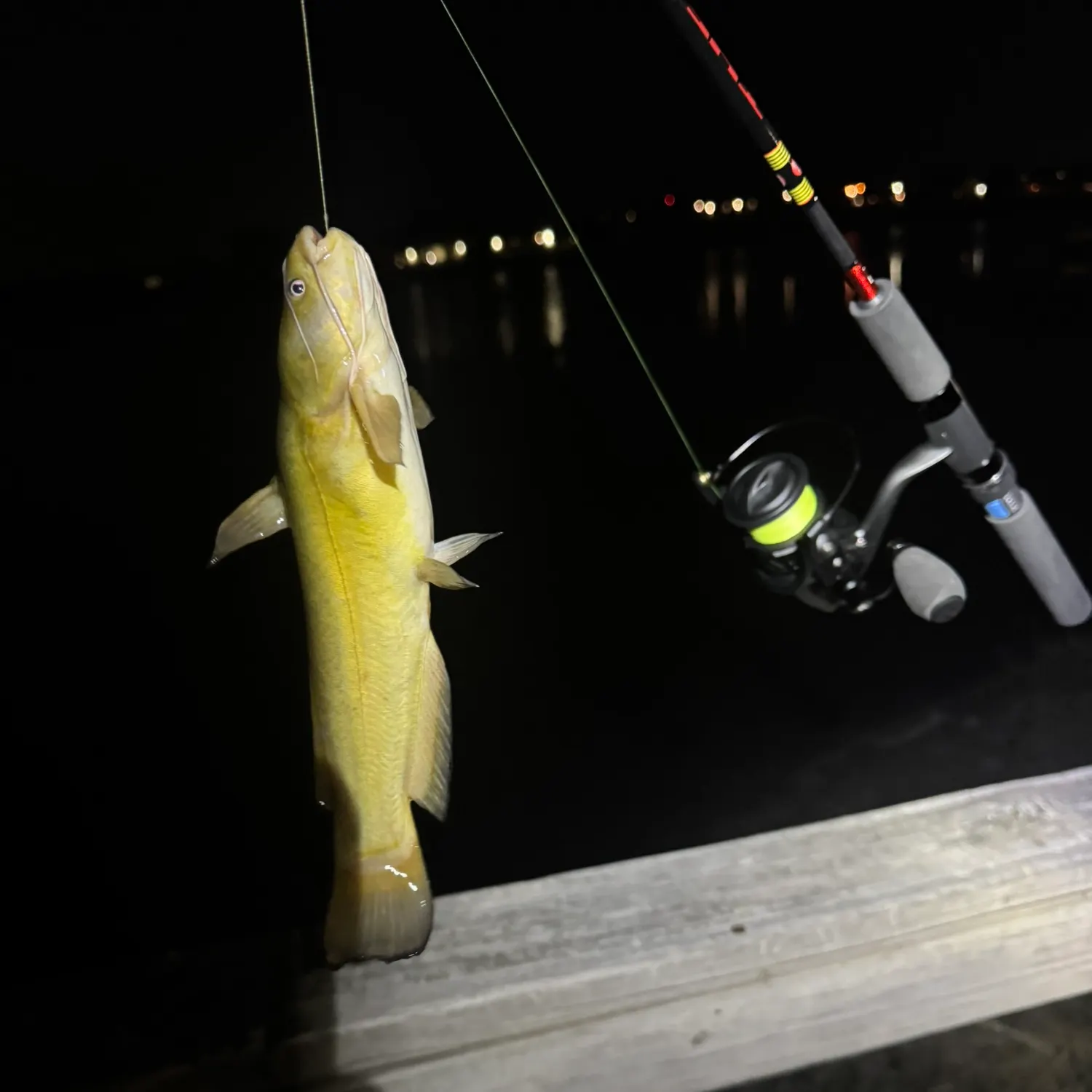 Channel catfish caught on Fishbrain